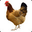 Magic Chicken (CANPİLİC)