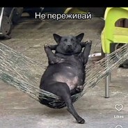 Vova spays
