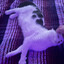 purrgatory
