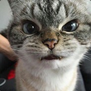 . - steam id 76561198872701533