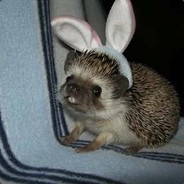 Hedgehog Gennady