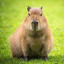 ne capybara | Battingsdds
