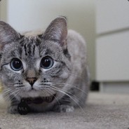 看到我你已经死了