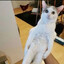 Señor Gato