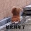 律政先锋张大炮