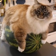 watermelon