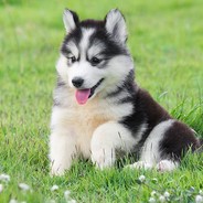 Husky