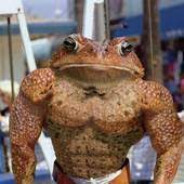 Toad