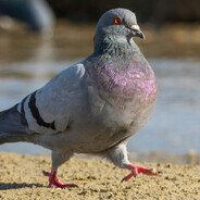Pigeon