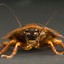 Buggin