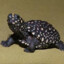 black turtle