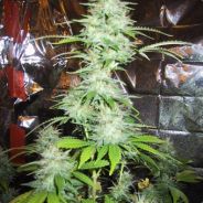 -[L2f]- [~ZappaN~] LdR