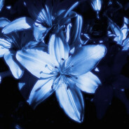 white nights