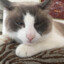 billi billi boss