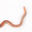 WORM