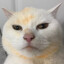 DoeFox