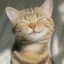 Handsome cat