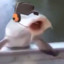 rat