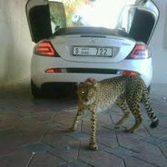 (92kg penis) bousaadi