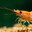 The shrimp