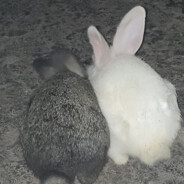 该遗憾的不是我丫