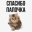 никочяя