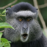 волоснявий жужиг