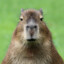 boar