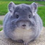 Chinkilla