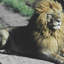 lionboy