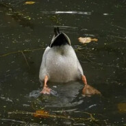 Утиная жопа