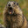 Marmota