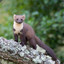 im a f#cking Marten