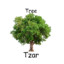 The Tree Tzar
