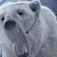 Angry Polarbear