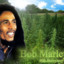 Bob Marley420