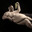 Silver player with small dick