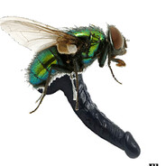 Big Fly C_O_C_K