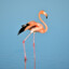 FlamingoLover