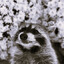 TrachePanda