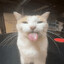 Cat with tongue out