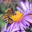 bees