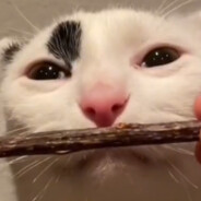 LittleSlav 's avatar