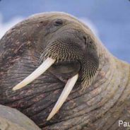Vanjar - steam id 76561197964360009