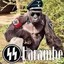 Harambe 4Ever