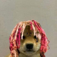 lil dog