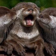 Otters