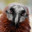 Bearded Vulture