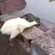 是你晕船吐了我没扎针