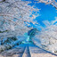 雪